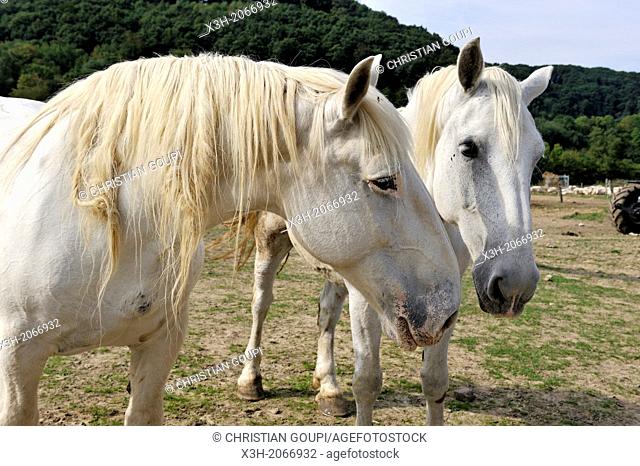 Percheron horses in meadow, Farm of Absoudiere, Corbon, Perche province, Orne department, Lower Normandy region, France, Western Europe