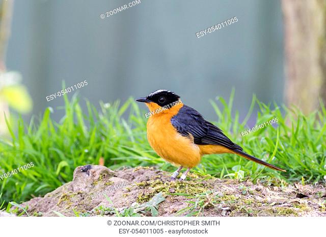 Snowy crowned robin chat (Cossypha niveicapilla)
