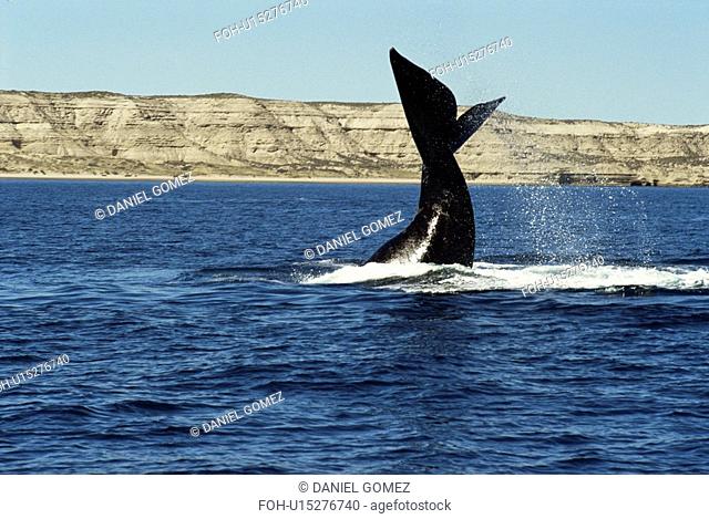 Southern Right Whale Eubalaena australis flipping tail. Gulf Nuevo, Valdes Peninsula, Chubut Province, Argentina