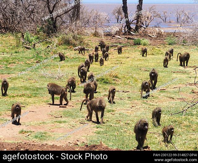 21 September 2022, Tanzania, Mto Wa Mbu: A pack of baboons (papio) runs across a dry meadow in Lake Manyara National Park