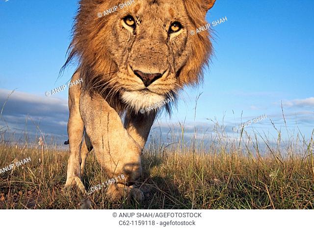 Lion (Panthera leo) young male approaching with curiosity -wide angle perspective-, Maasai Mara National Reserve, Kenya