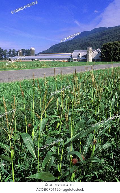 Fraser Valley farm near Chilliwack. Corn field and farm buildings, British Columbia, Canada