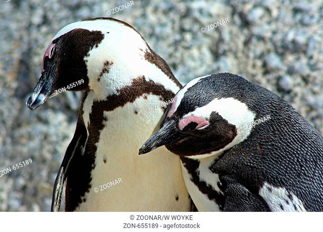 African penguin, Jackass Penguin, South Africa