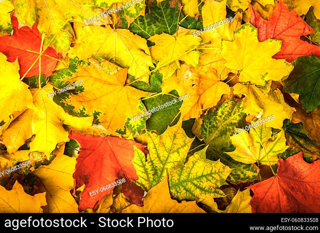 Background of colorful maple leaves in autumn