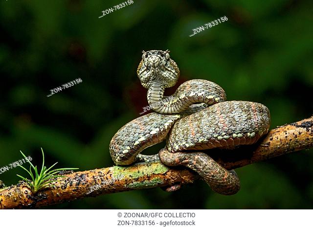 Adulte giftige Viper (Bothriechis schlegelii), Familie der Vipern Viperidae), Chocó Regenwald, Ecuador / Adult venomous Eyelash Palm-Pitviper (Bothriechis...