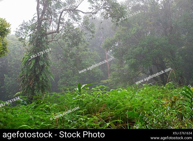 Tropical rain forest lanscape, mount matang, kuching, sarawak, malaysia, borneo