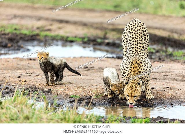 Kenya, Masai Mara game Reserve, cheetah (Acinonyx jubatus), female and cubs 8/9 weeks old drinking