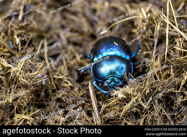 PRODUCTION - 04 September 2023, Brandenburg, Dallgow-Döberitz: A dung beetle burrows through bison dung in the Döberitzer Heide