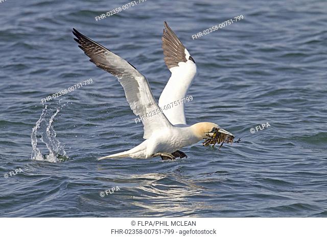 Northern Gannet (Morus bassanus) adult, in flight, taking off from sea, with seaweed nesting material in beak, near Bass Rock, Firth of Forth, East Lothian