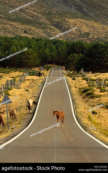 A horse crossing the road of the mountain pass of La Morcuera in the Community of Madrid
