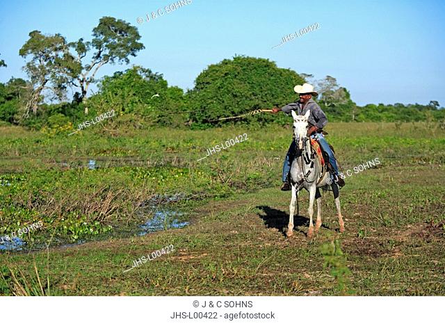 Pantanal Cowboy, Pantaneiro, Horse, Pantaneiro Horse, Pantanal, Brazil, riding, driving, lash on, horsewhip