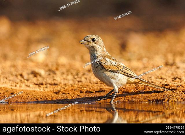 Europe, Spain, Province of Castilla-La Mancha, private property, woodchat shrike (Lanius senator) , juvenile on the ground near a water hole