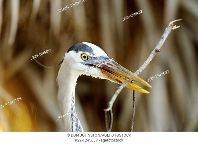 Great blue heron Ardea herodias  Searching for nest material