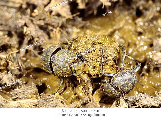 Dung Beetle Sisyphus schaefferi adult pair, making ball of cow dung, near Foix, Pyrenees, Ariege, France, may