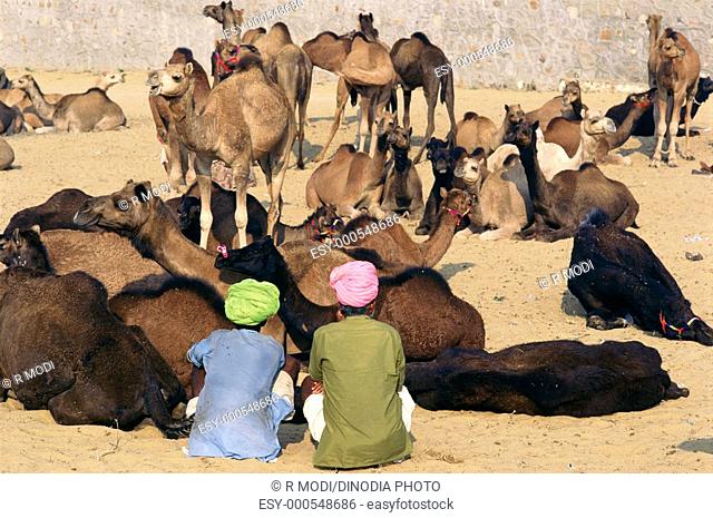 Rajasthani villagers seeing camels to buying , Pushkar Fair , Rajasthan , India
