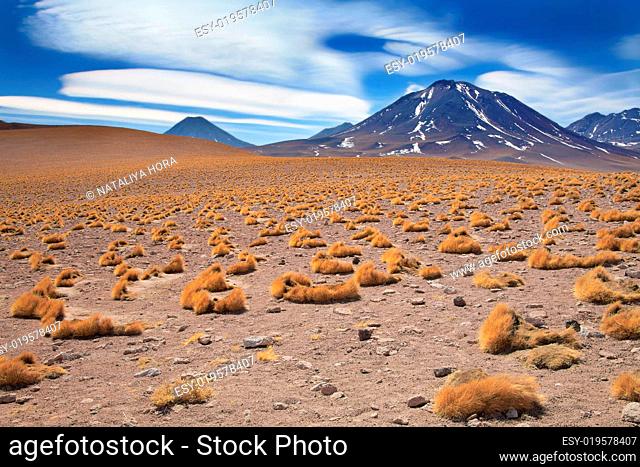 altiplano grass paja brava close to volcano Miscanti, desert Atacama, Chile