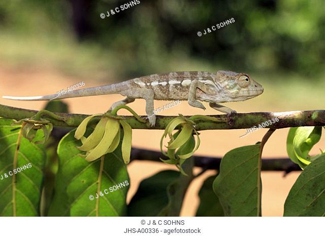 Panther chameleon, Furcifer pardalis, Nosy Be, Madagascar, young female on ylang-ylang Cananga Odorata