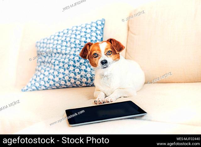Portrait of dog lying on sofa with tablet