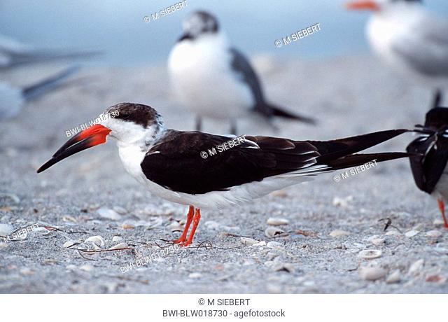 black skimmer Rynchops niger, USA, Florida, Sanibel Island