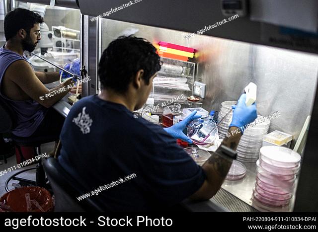 04 August 2022, Israel, Rehovot: Lab workers are pictured in the laboratory of Professor Jacob (Yaqub) Hanna, at Weizmann Institute of Science in Rehovot