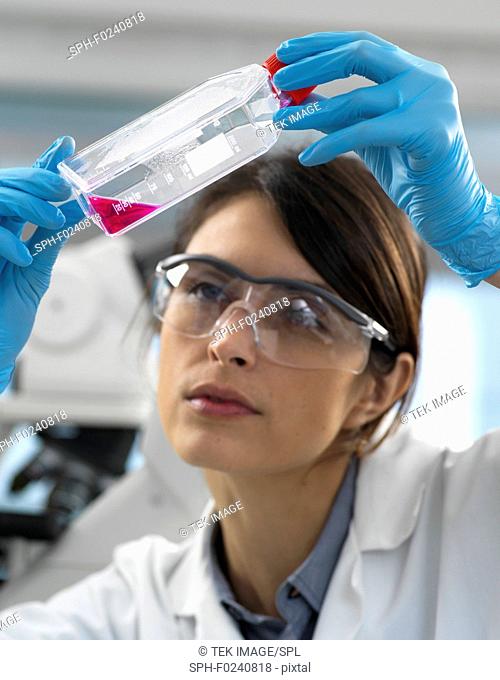Female cell biologist examining a flask containing stem cells, cultivated in red growth medium