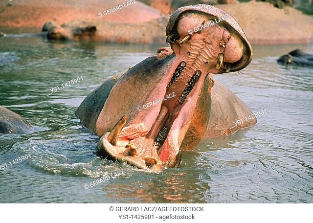 HIPPOPOTAMUS hippopotamus amphibius, ADULT THREAT DISPLAYING WITH OPENED MOUTH, VIRUNGA PARK, CONGO