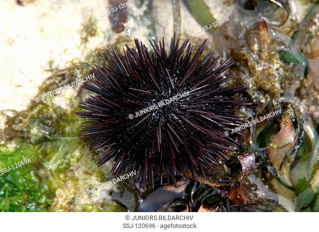 sea urchin / echinoid at coral reef / echinathrix sp  / echinidae / echinoidea