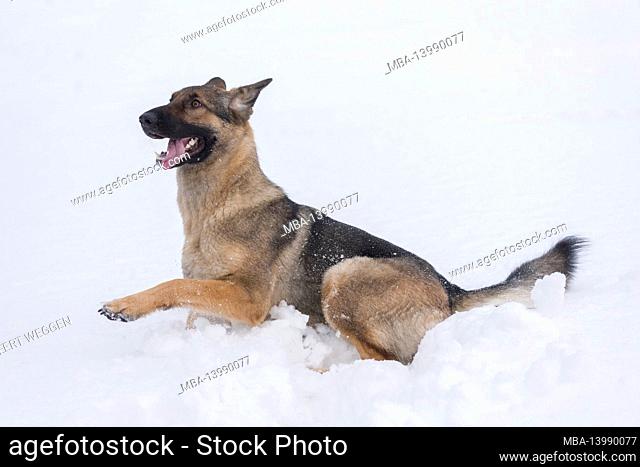 German Shepherd in the snow with the tongue out