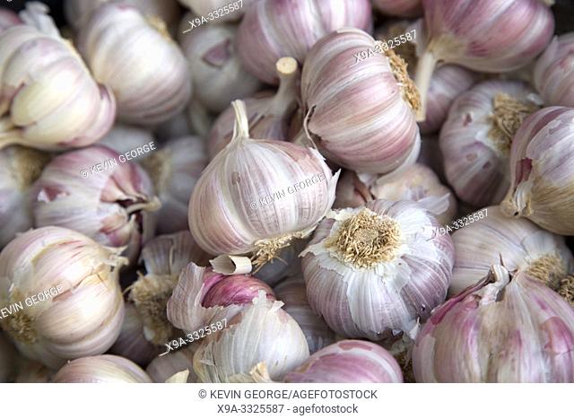 White Garlic Background on Food Market Stall, Santiago de Compostela, Galicia, Spain