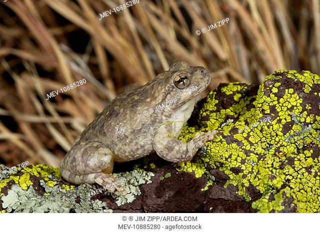 Canyon Tree Frog (Hyla arenicolor). Arizona - USA. controlled conditions - ranges from southern United States and northern Mexico