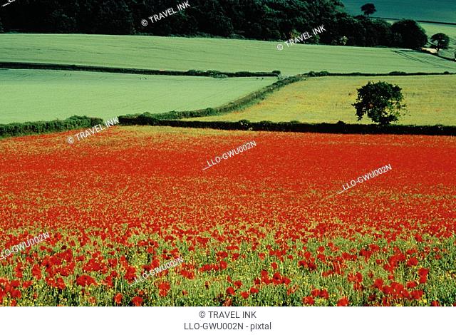 Field of Red Poppy Flowers  Somme Valley, Picardie, France