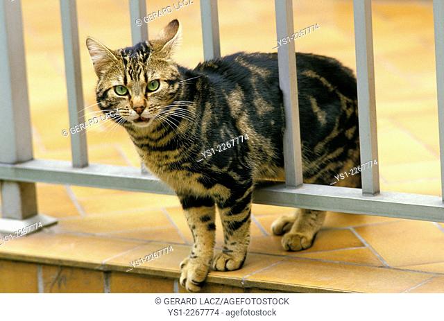 Brown Tabby Domestic Cat
