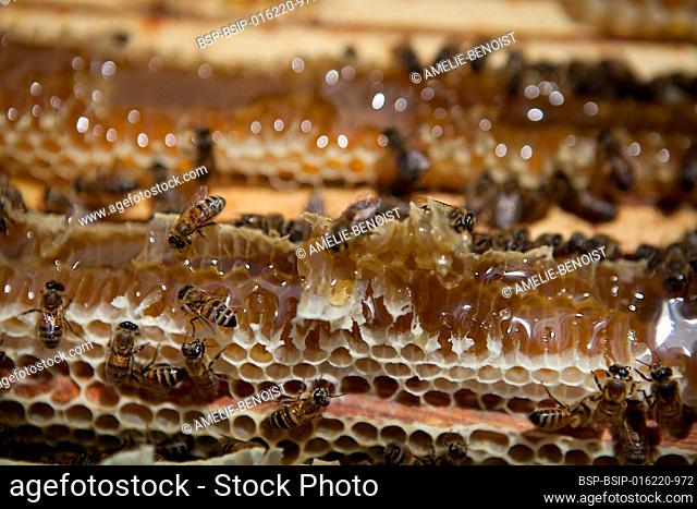 Harvesting honey from a beekeeper in France