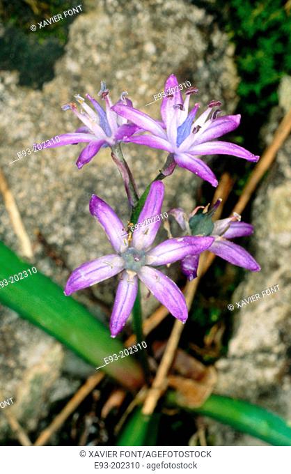 Wildflower (Scilla reverchonii)