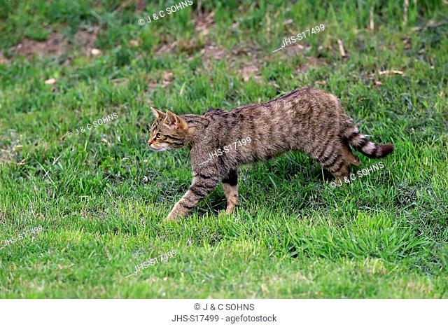 Scottish Wildcat, (Felis silvestris silvestris), adult stalking, Surrey, England, Europe
