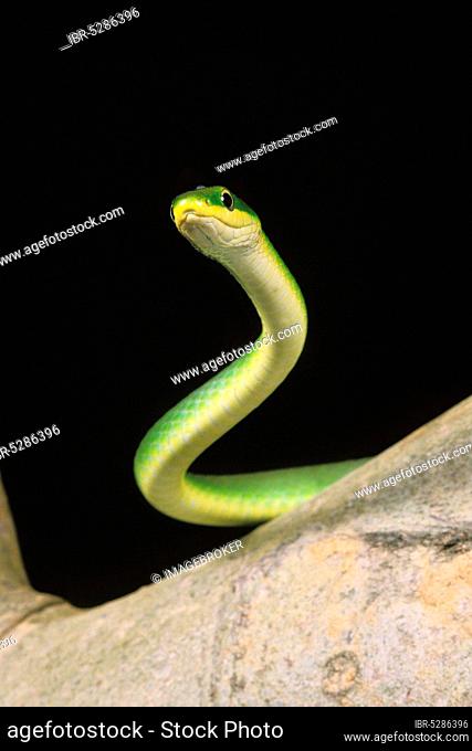 Green snake, opheodrys major against black background