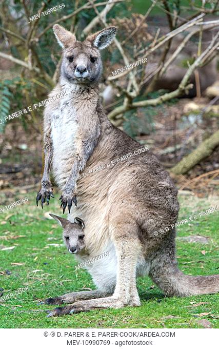 Forester Kangaroo adult female with 4 to 5 month old pouched young Tasmania Australia