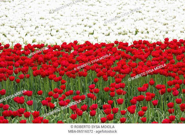 The colorful tulip fields in spring Berkmeer Koggenland North Holland Netherlands Europe