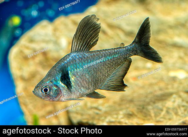 Portrait of freshwater tetra fish (Hyphessobrycon megalopterus) in aquarium