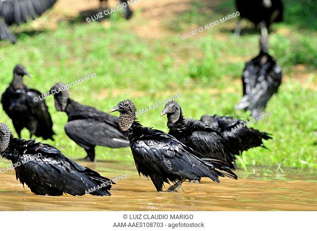 Black Vulture (Coragyps atratus) bathing on a beach of the Piquiri River, in the Pantanal of Mato Grosso State, Center-West of Brazil