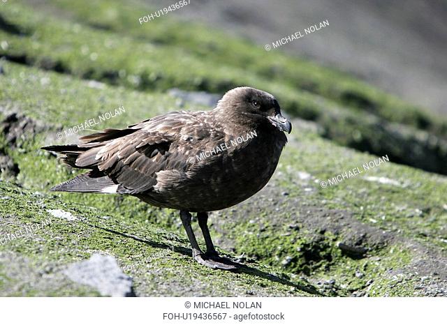 Adult Skua Catharacta spp on Baily Head on Deception Island in the Bransfield Strait, Antarctica