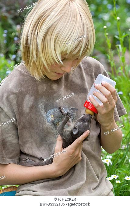common raccoon (Procyon lotor), orphaned young animal is rearing by a boy with special milk, Germany