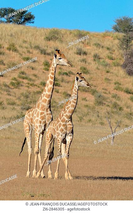 South African giraffes (Giraffa camelopardalis giraffa), two bulls in fighting position, Kgalagadi Transfrontier Park, Northern Cape, South Africa, Africa