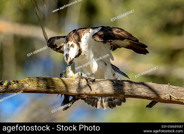 An osprey in perched on a branch eating a fish by Fernan Lake in North Idaho