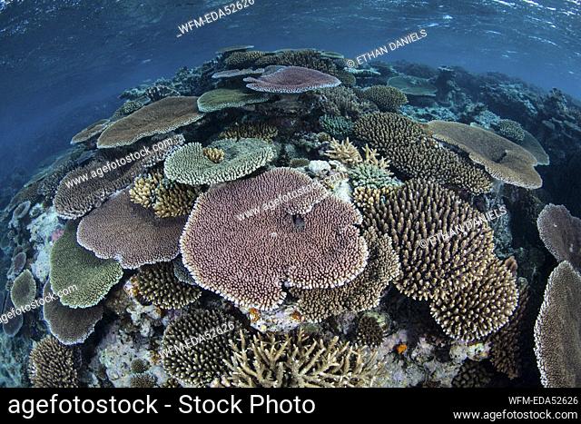 Table Corals on Reef Top, Acropora, South Pacific Ocean, Fiji
