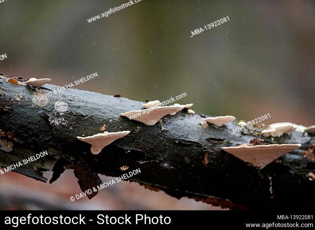 Tree fungi (Trametes cubensis) on European beech (Fagus sylvatica), Slovakia