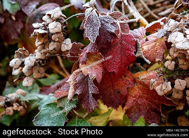 Nature, seasons, autumn, autumn colors, winter, cold, plant world, flora, leaves covered with hoarfrost, oak-leaved hydrangea, Hydrangea quercifolia