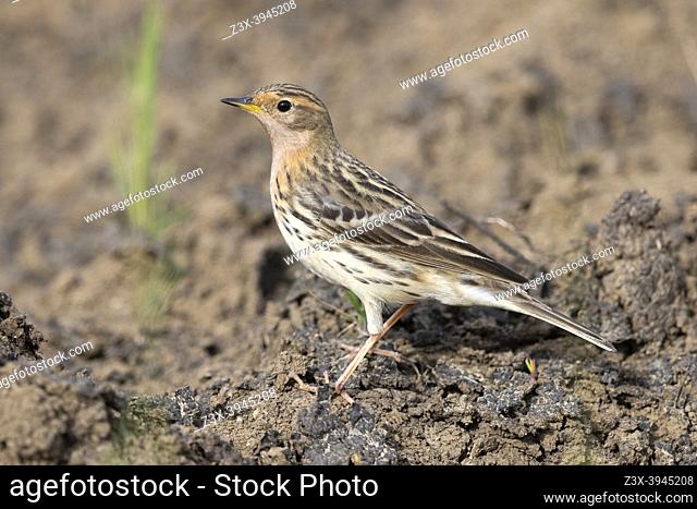 Red-throated Pipit (Anthus cervinus), side view of an adult standing on the ground, Campania, Italy