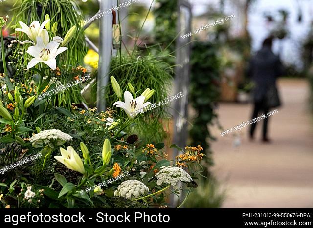 PRODUCTION - 13 October 2023, Lower Saxony, Bad Gandersheim: Lilies bloom in the flower show at the state horticultural show