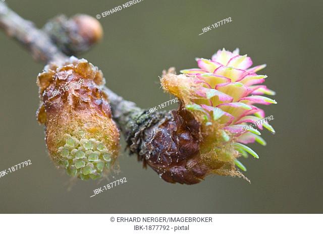 Male and female flowers of the Larch (Larix decidua)